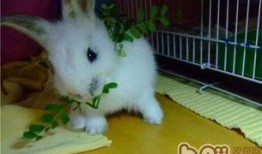 兔兔吃麻瓜,兔兔的奇幻麻瓜之旅