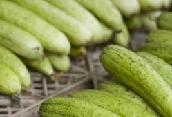 减肥可以吃黑皮瓜,天然低卡美食，轻松享瘦新选择