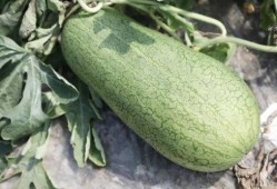 夏天吃瓜君,跟随“吃瓜君”探索夏日瓜果盛宴