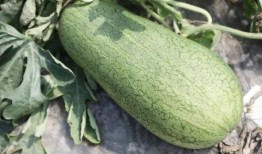 夏天吃瓜君,跟随“吃瓜君”探索夏日瓜果盛宴