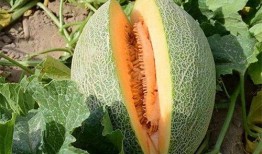 吃哈密瓜会使脸上出油吗,哈密瓜食用与脸部油脂分泌的关系解析