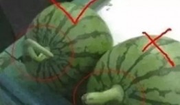 带你吃瓜教学,揭秘校园里的那些“瓜”