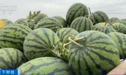 鹏飞吃瓜对比,揭秘娱乐圈幕后真相