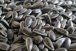 吃瓜是吃瓜子嘛图片,揭秘“吃瓜”背后的瓜子之谜