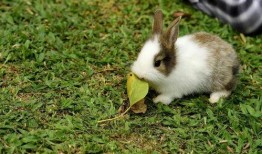 兔兔吃麻瓜,兔兔的奇幻麻瓜之旅