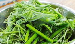 可以吃的瓜尖,探寻美味与营养的完美融合