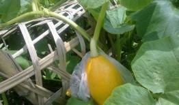 谢谢吃瓜的情景,一场趣味横生的网络社交盛宴