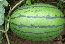 唐十八爆料吃瓜