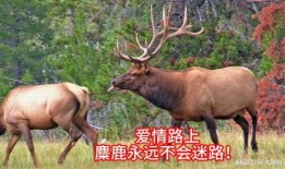 麋鹿不迷路吃瓜,不迷路吃瓜的智慧之旅