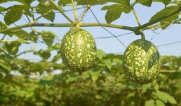 吊瓜怎么吃？,教你轻松解锁吊瓜食用新技巧