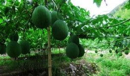 吊瓜怎么吃？,教你轻松解锁吊瓜食用新技巧