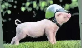 带你吃瓜猪系列,趣味横生的动物故事集