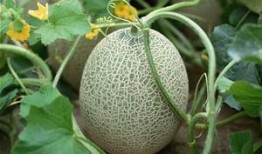 吃哈密瓜会使脸上出油吗,哈密瓜食用与脸部油脂分泌的关系解析