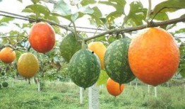 吃吊瓜身上黄,揭秘身体黄变之谜